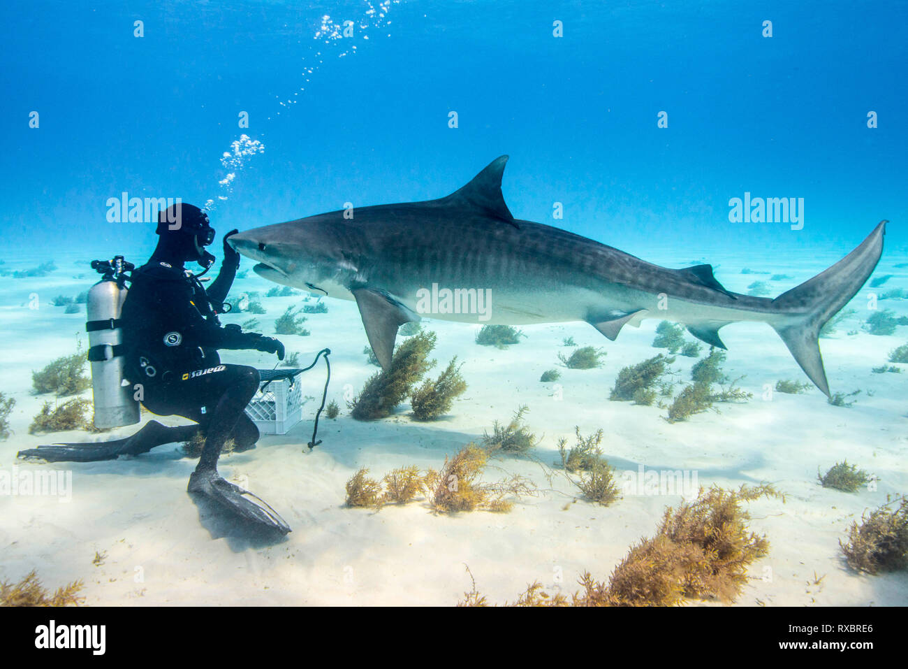 Tiger shark, Galeocerdo cuvier, with shark wrangler, Little Bahama Bank, Grand Bahamas, threatened species Stock Photo