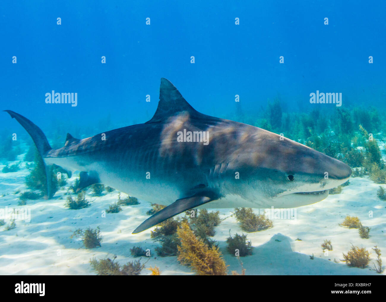 Tiger shark, Galeocerdo cuvier, Little Bahama Bank, Grand Bahamas, threatened species Stock Photo