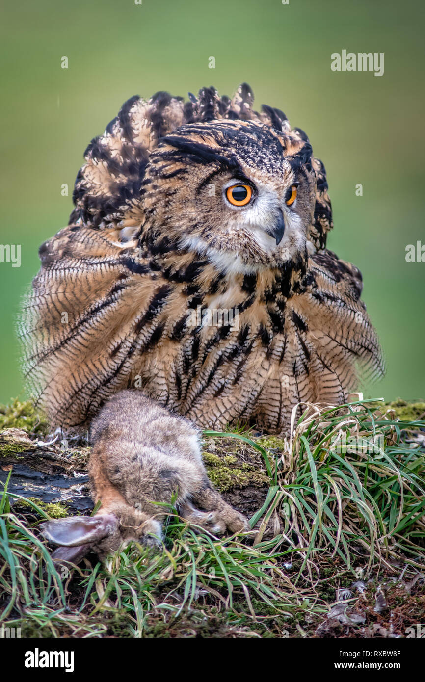 A very close full length portrait of a eurasian eagle owl with its prey of a rabbit Stock Photo