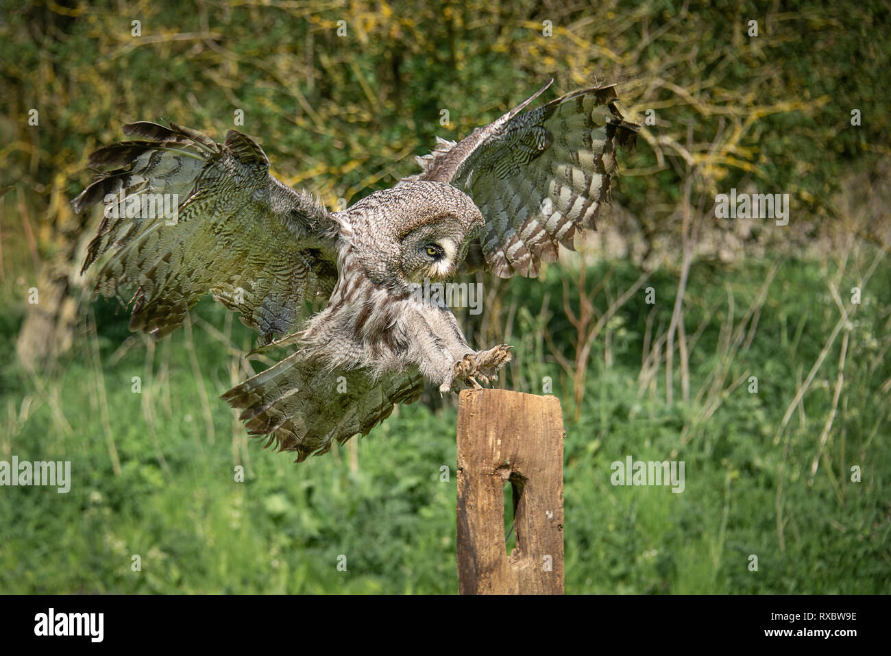 A Flight Image Great Grey Gray Owl With Wings Spread And Legs