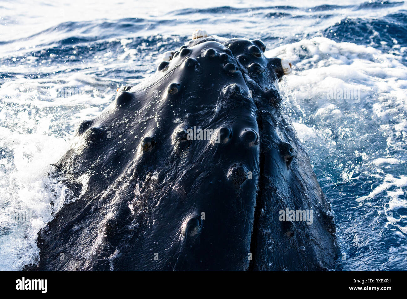 Head of a spyhopping humpback whale, Maui, Hawaii Stock Photo