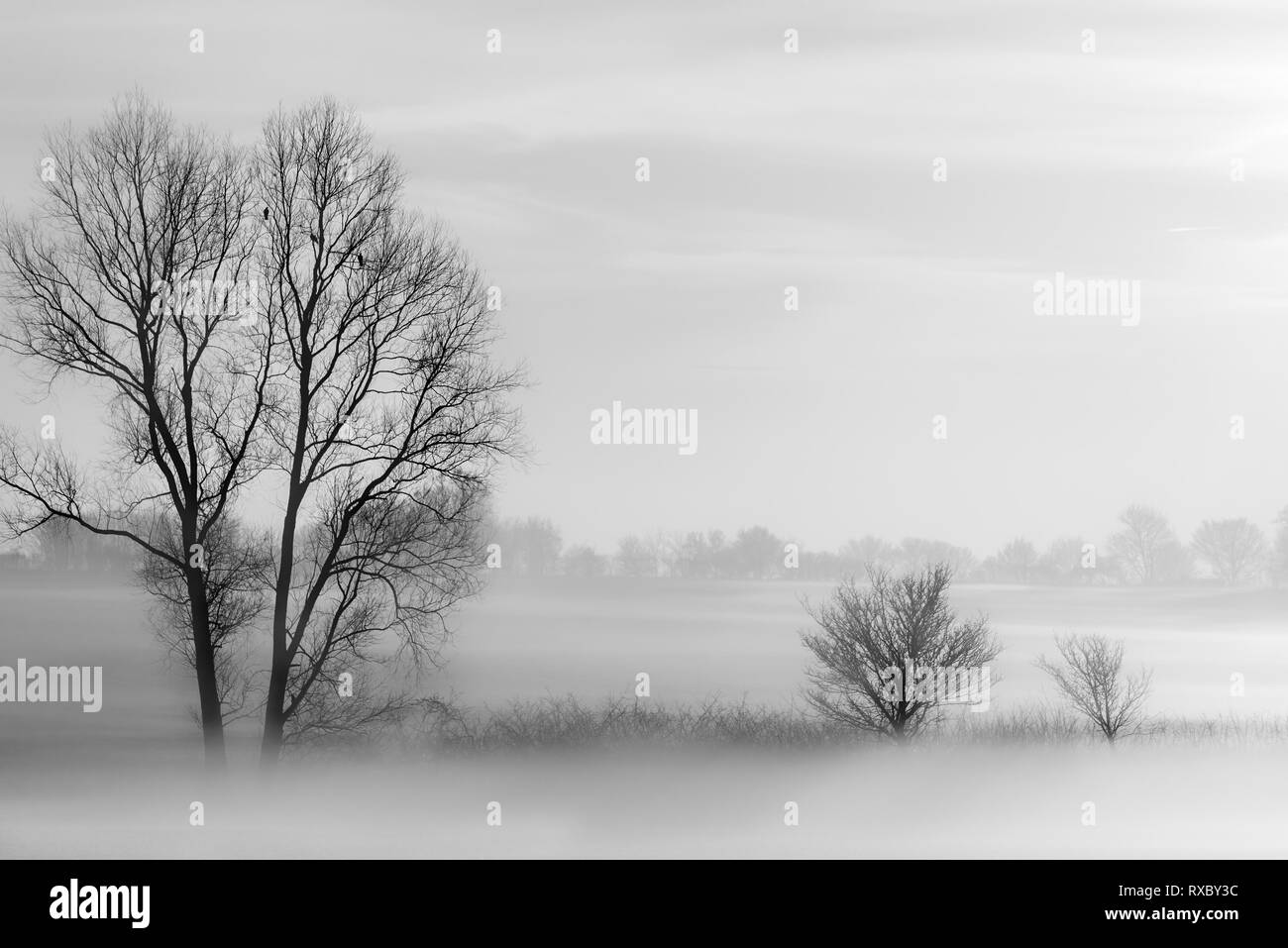 Misty tree scene in black and white Stock Photo Alamy