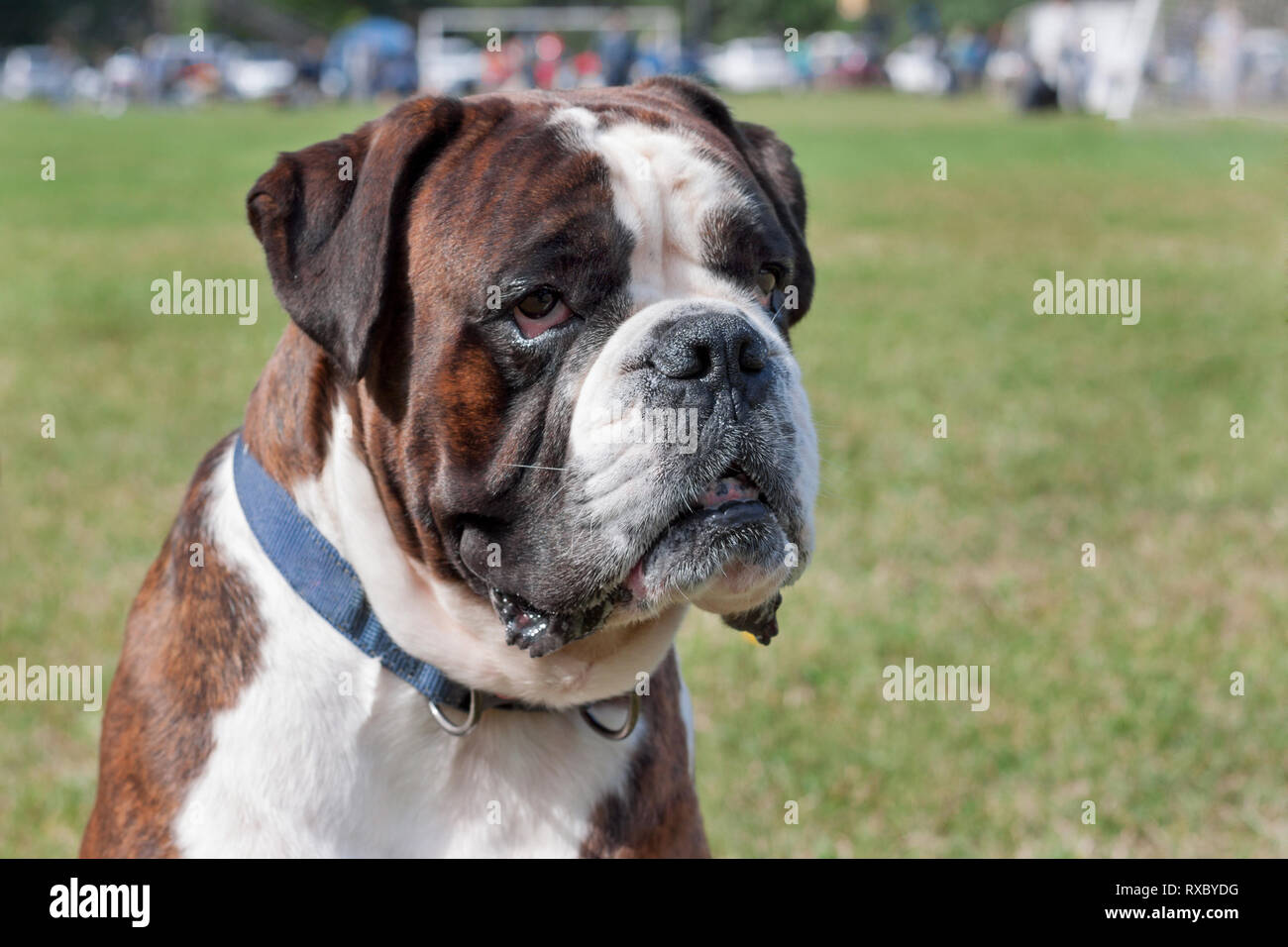 Brindle boxer puppy is sitting in the green grass. Pet animals. Purebred dog. Stock Photo