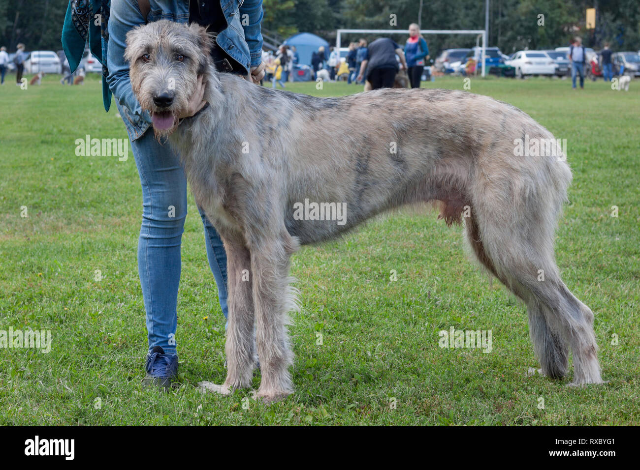 Irish wolfhound male hi res stock photography and images Alamy