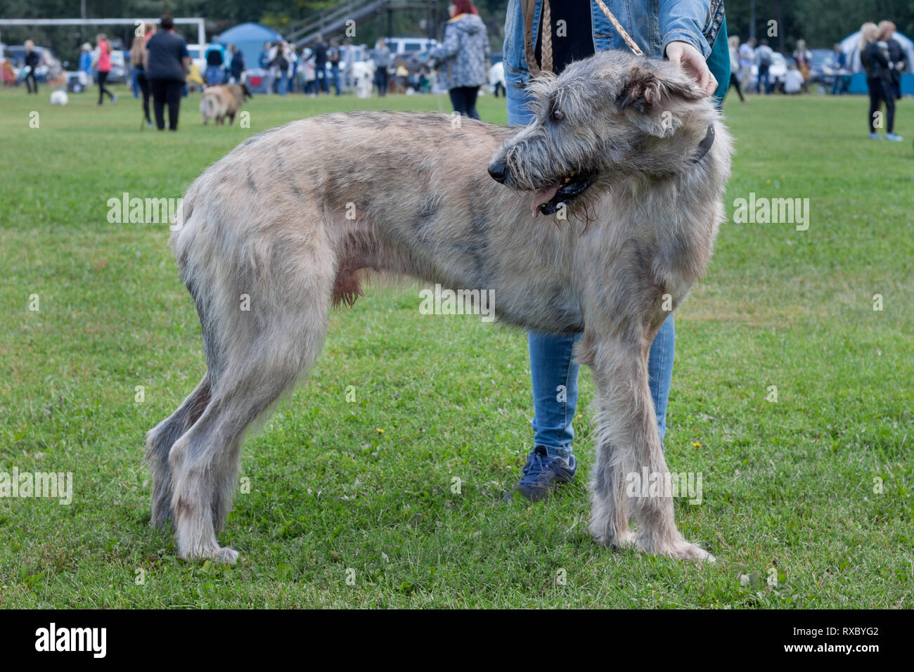 purebred irish wolfhound