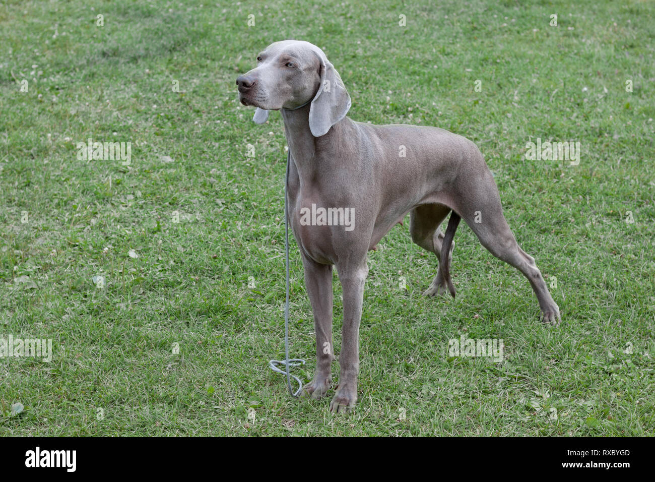 Cute Short Haired Weimaraner Vorstehhund Is Standing On A Green