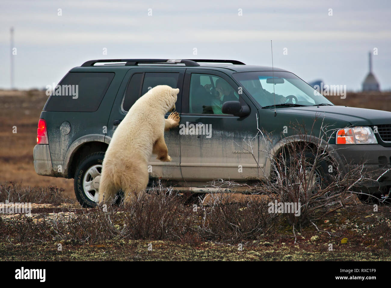 Polar Bear, Ursus maritimus, in the Churchill Wildlife Management Area interacting with tourists, Hudson Bay, Churchill, Manitoba, Canada Stock Photo
