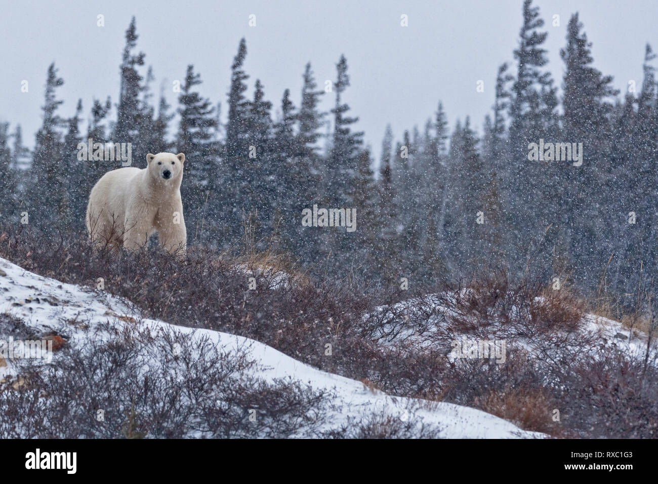Polar Bear, Ursus maritimus, peering over a ridge in the tundra near the shores of Hudson Bay, Churchill, Manitoba, Canada Stock Photo