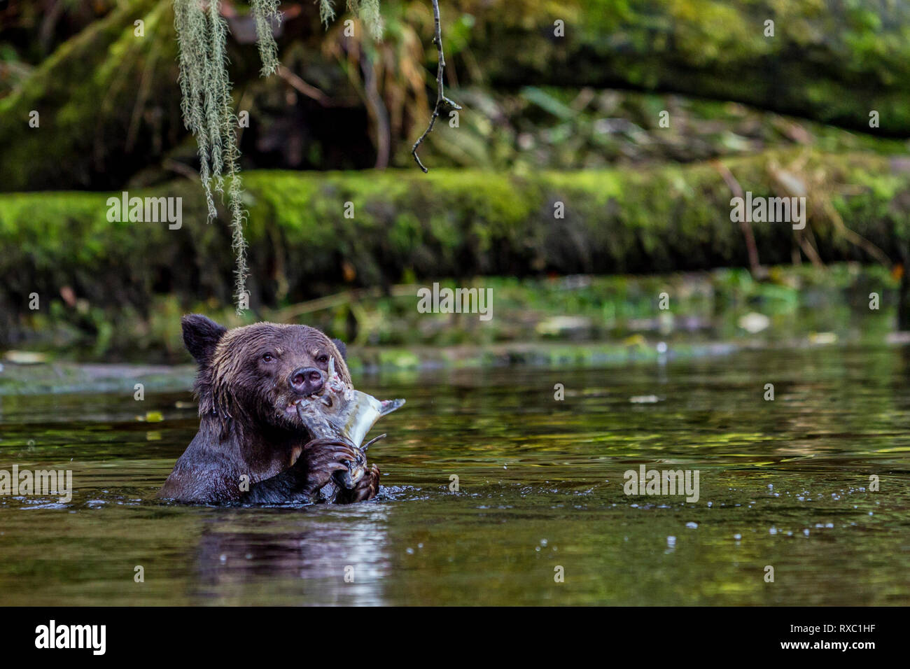 Grizzly bear feeding on salmon at a river mouth in the Great Bear Rainforest, First Nations Territory, British Clumbia, Canada Stock Photo
