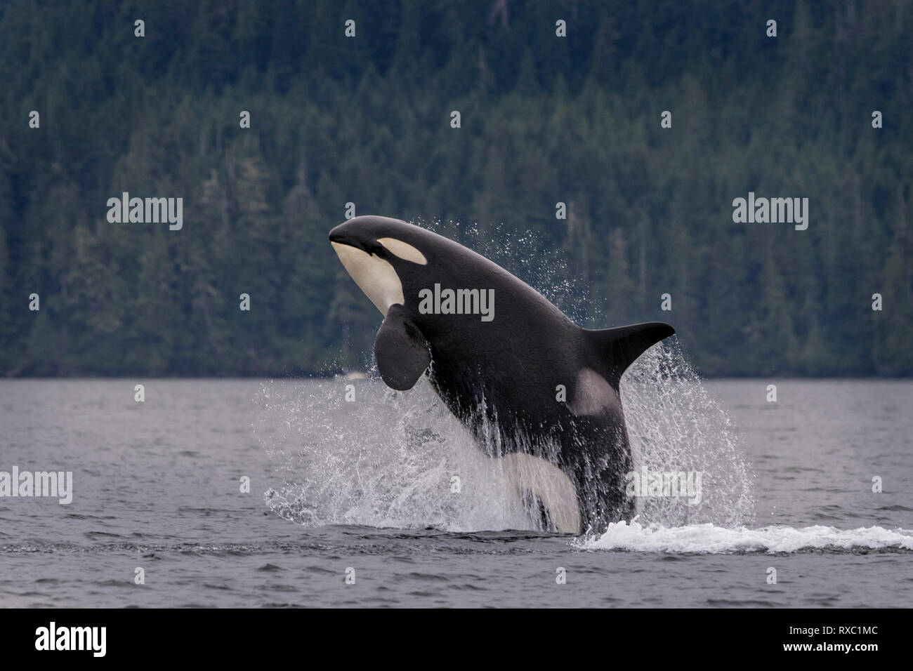 Northern resident orca whale (killer whale, Orcinus orca) breaching off northern Vancouver Island, First Nations Territory, British Columbia, Canada Stock Photo