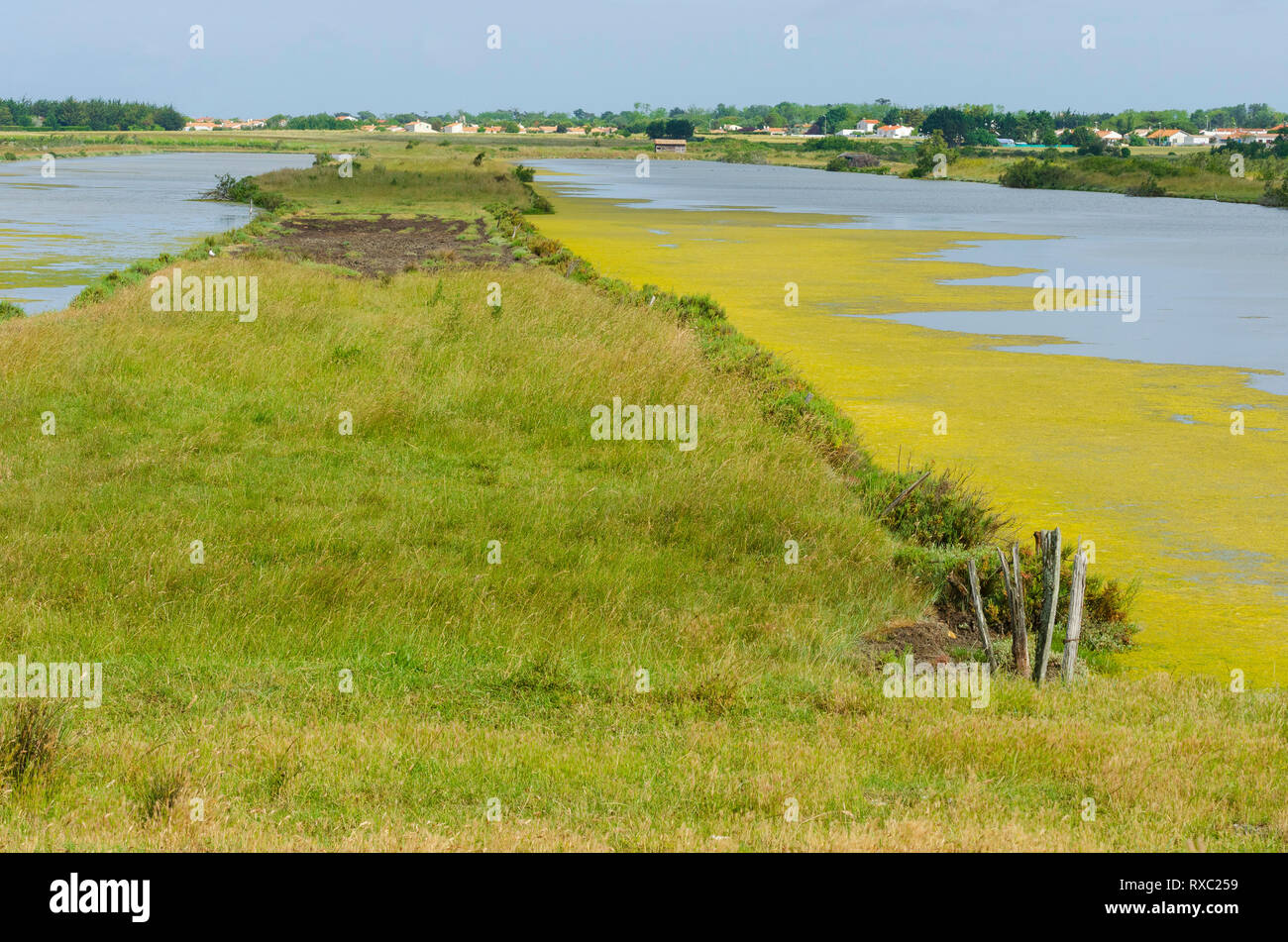 Marsh landscape, Ile d'Oleron, France. Stock Photo