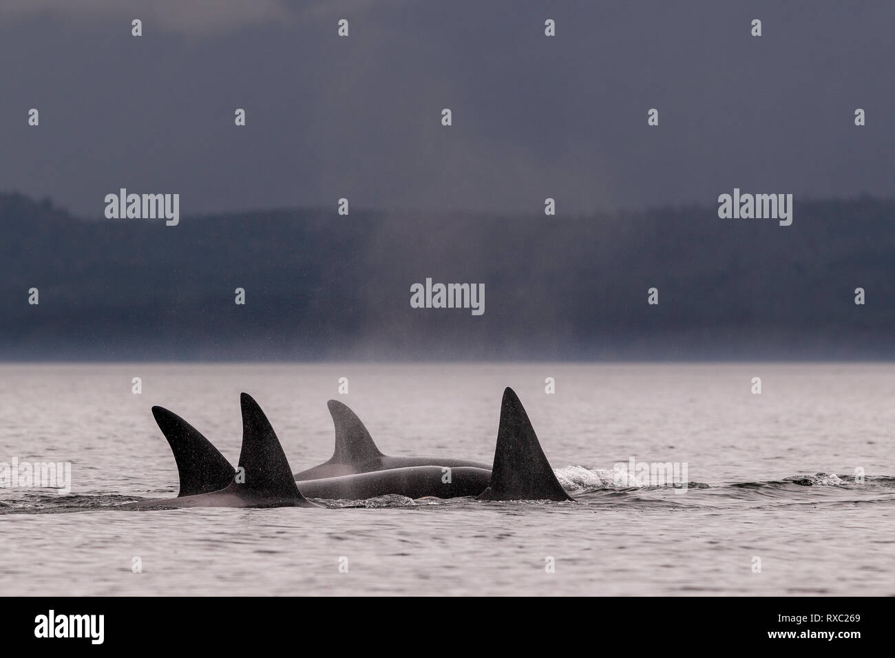 A family pod of northern resident orcas (killer whales, orcinus orca) cruising along Queen Charlotte Strait with Malcolm Island, near Lizard Point, First Nations Territory, Vancouver Island, British Columbia, Canada. Stock Photo