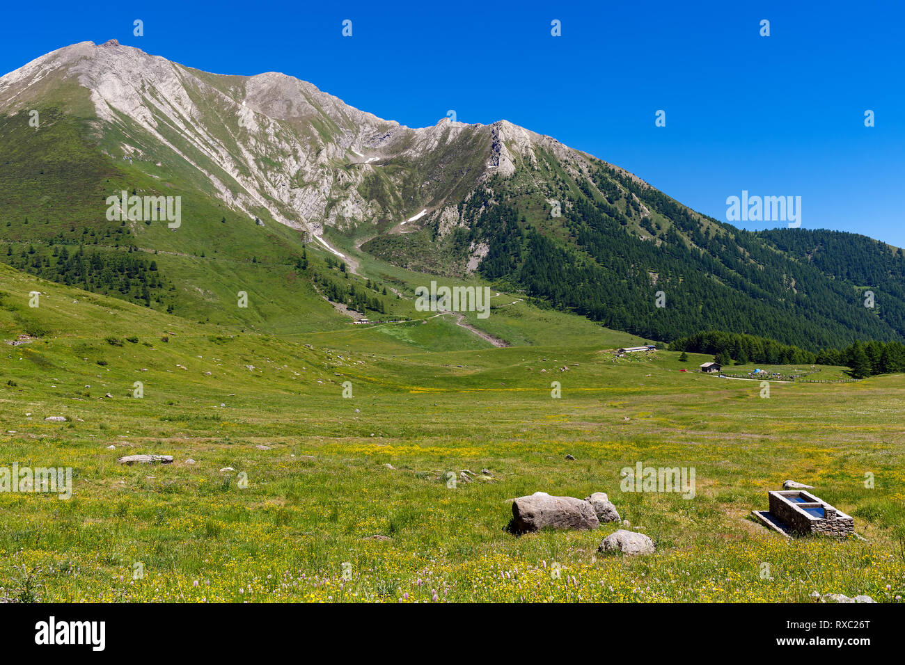 Green alpine meadow and mountains on background under blue sky in Piedmont, Northern Italy. Stock Photo