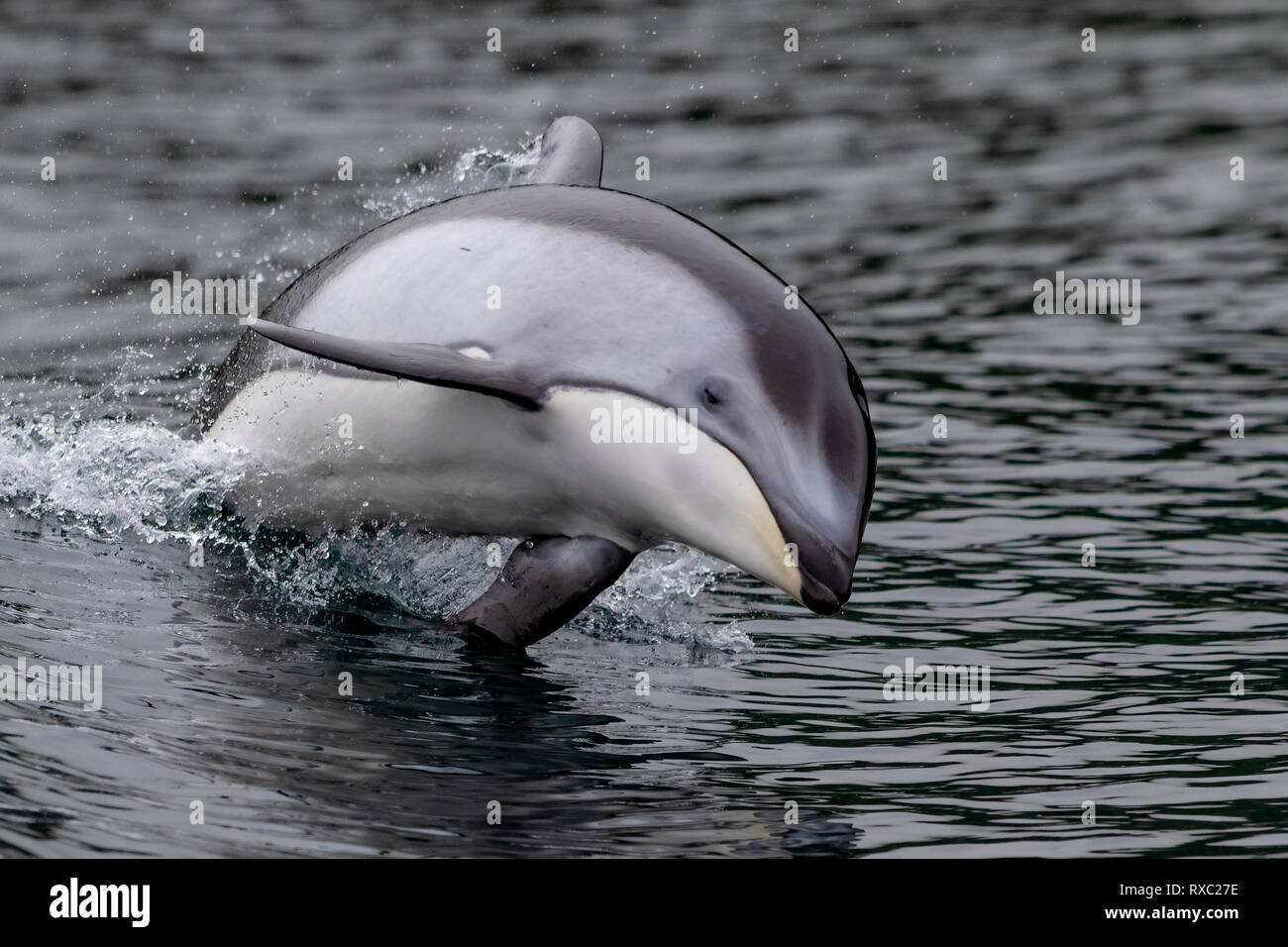 Pacific white-sided dolphin (Lagenorhynchus obliquidens) jumping in the Broughton Archipelago, First Nations Territory, British Columbia, Canada. Stock Photo
