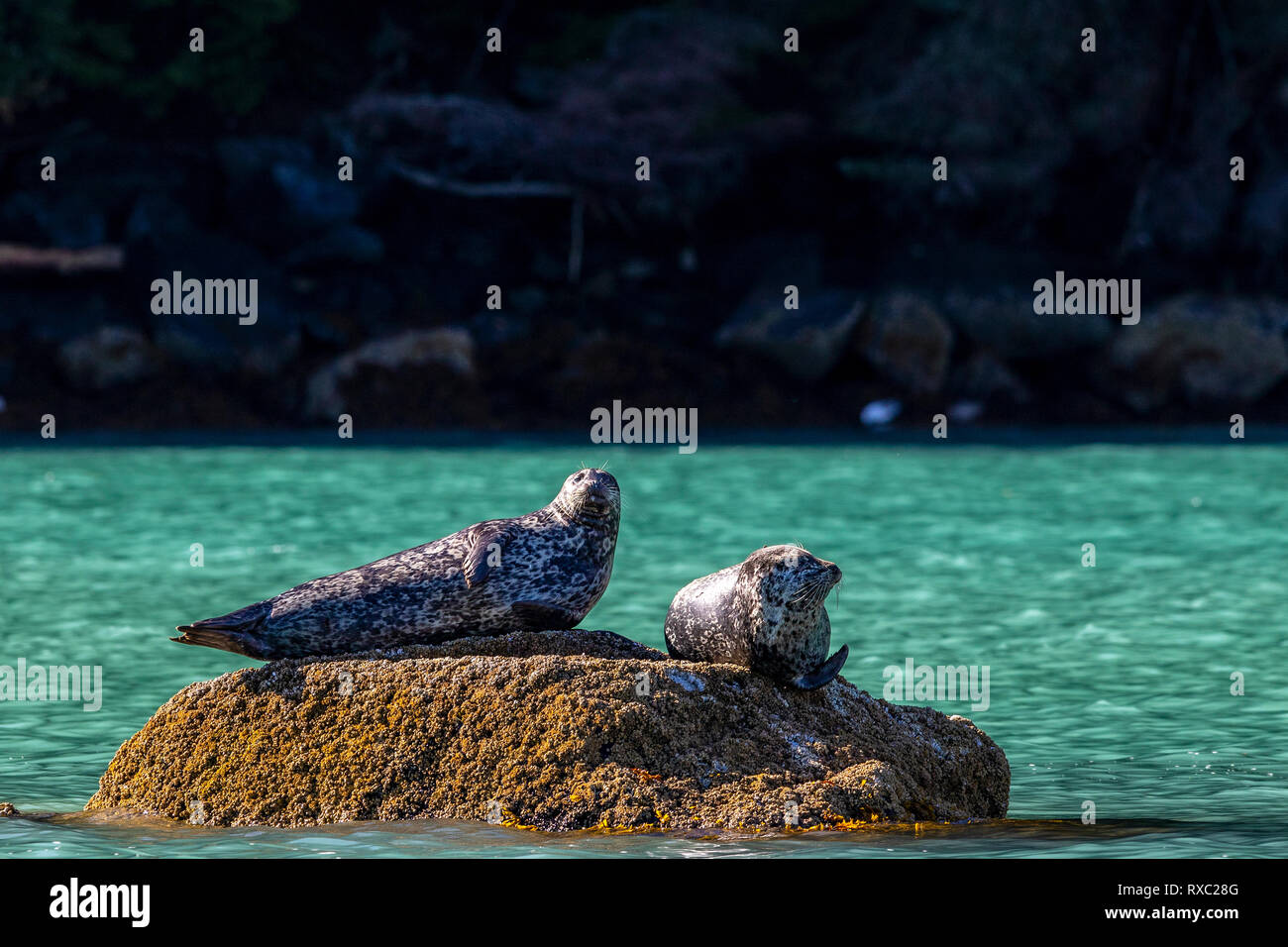 Two harbour seals resting on a rock along the shoreline in Knight Inlet, First Nations Territory, Great Bear Rainforest, British Columbia, Canada Stock Photo