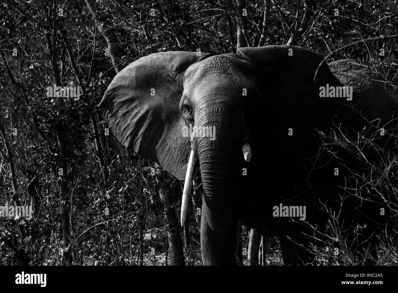 A black and white photo of an elephant with a broken tusk emerging from the bush in Hwange National Park, Zimbabwe Stock Photo
