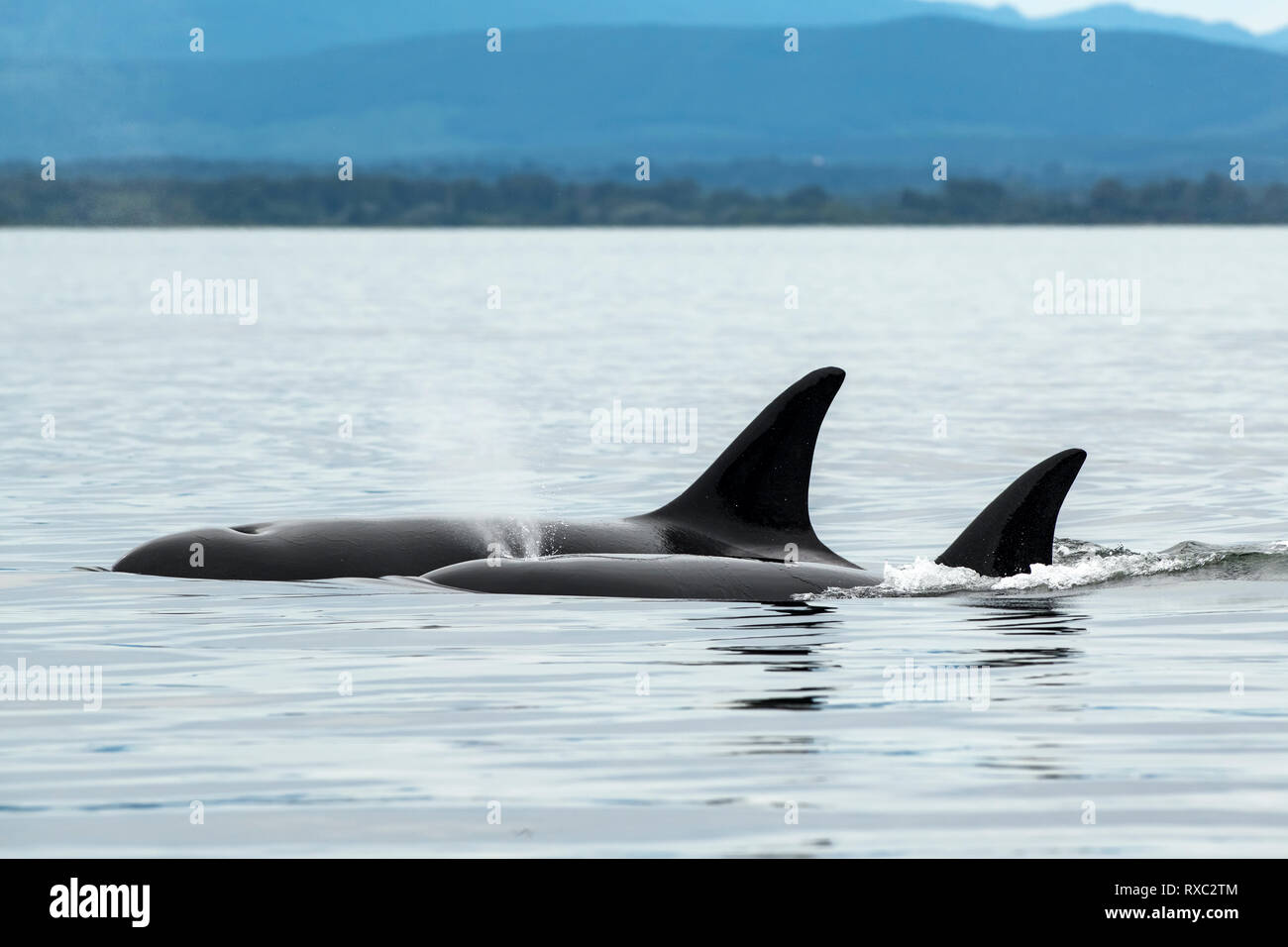 Biggs Orca Whale (Orcinus orca), Cowichan Bay, Vancouver Island, BC Canada Stock Photo