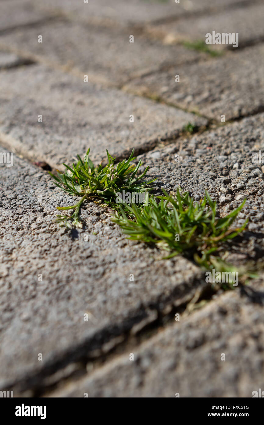 Growing through paving hires stock photography and images Alamy