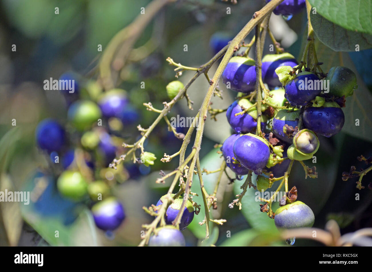 Branch laden with purple blue fruits of the Australian native White Beech tree, Gmelina leichhardtii, family Verbenaceae. Endemic to rainforest in Qld Stock Photo