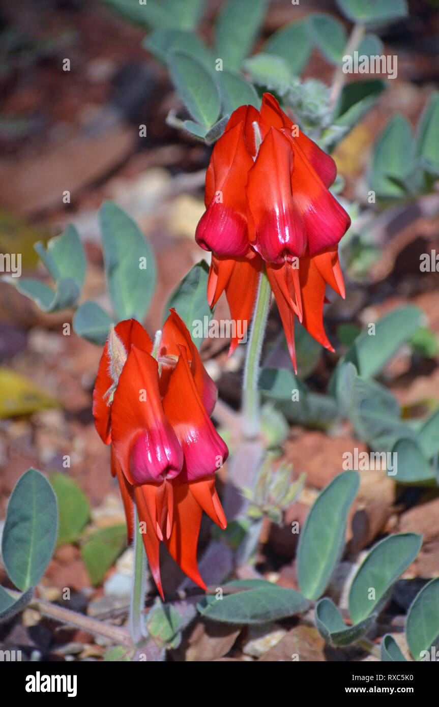 Swainsona formosa fabaceae hires stock photography and images Alamy