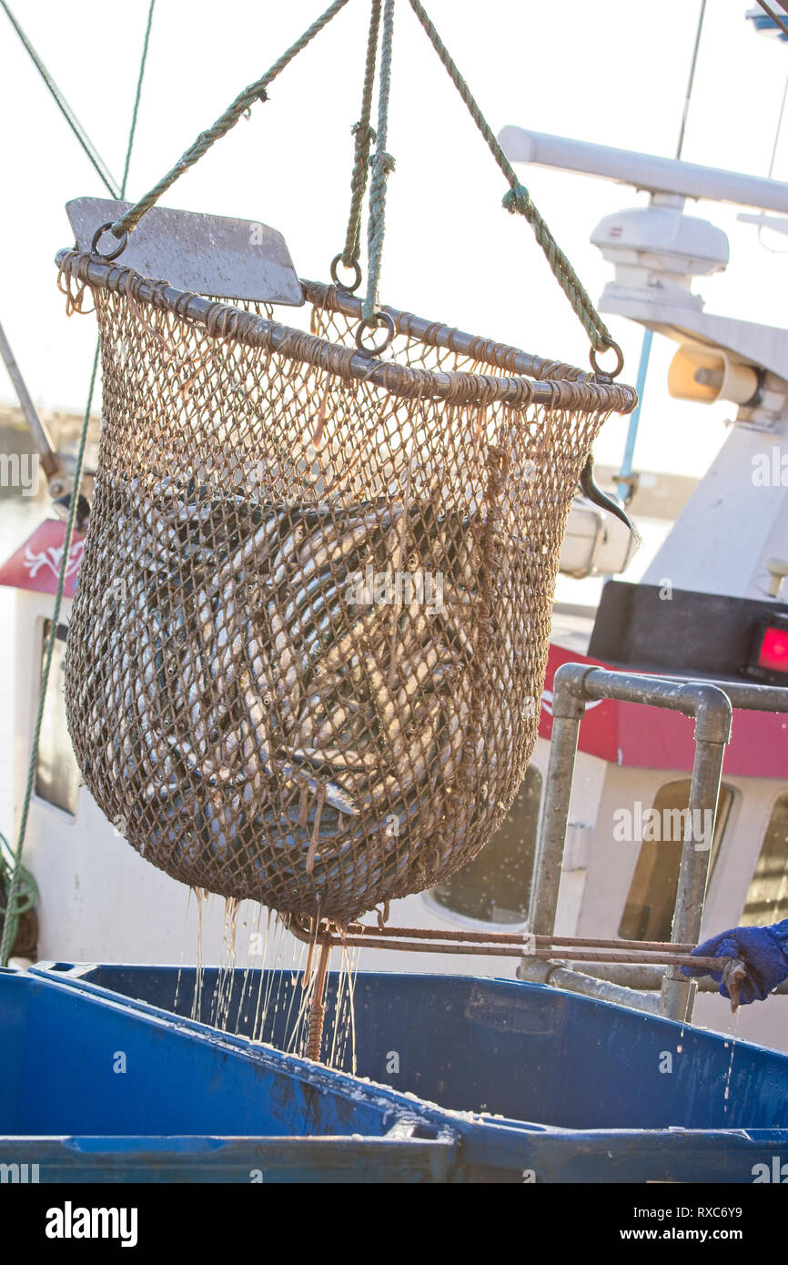 Unloading the catch, Newlyn Harbour, Cornwall, England, UK. Stock Photo