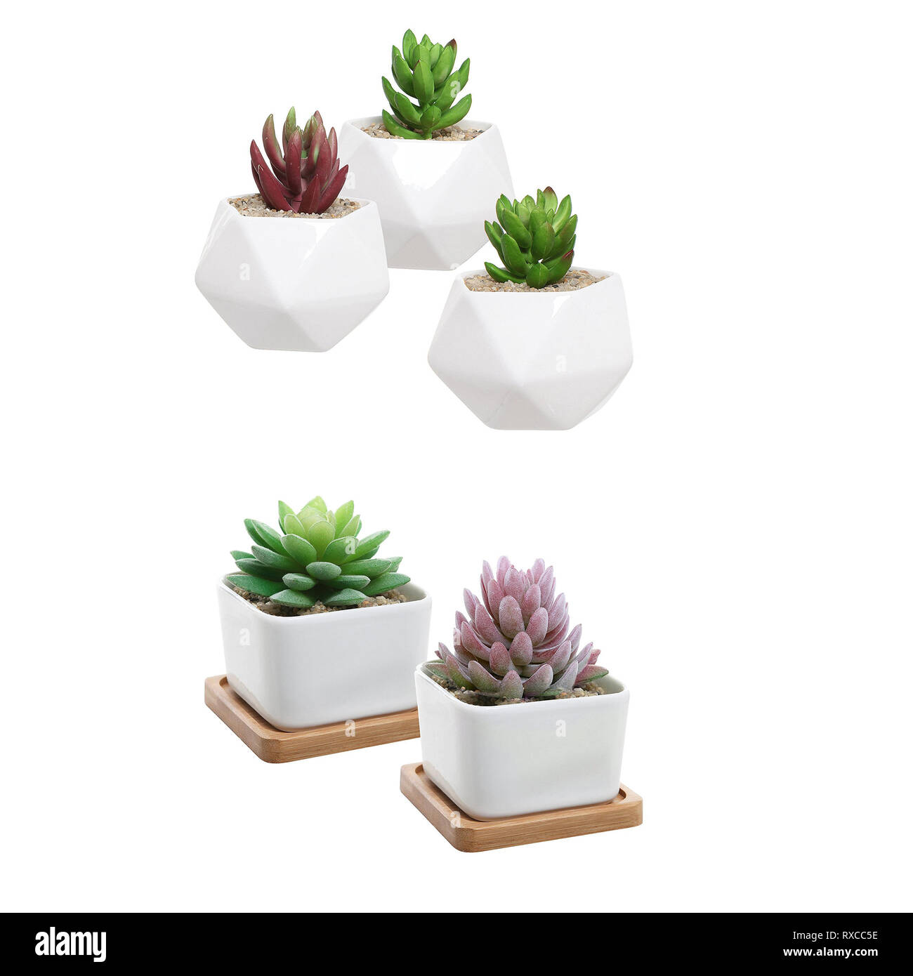white, succulent, home, little, tropical, plant, beautiful, pot, indoor flower, square, Stock Photo