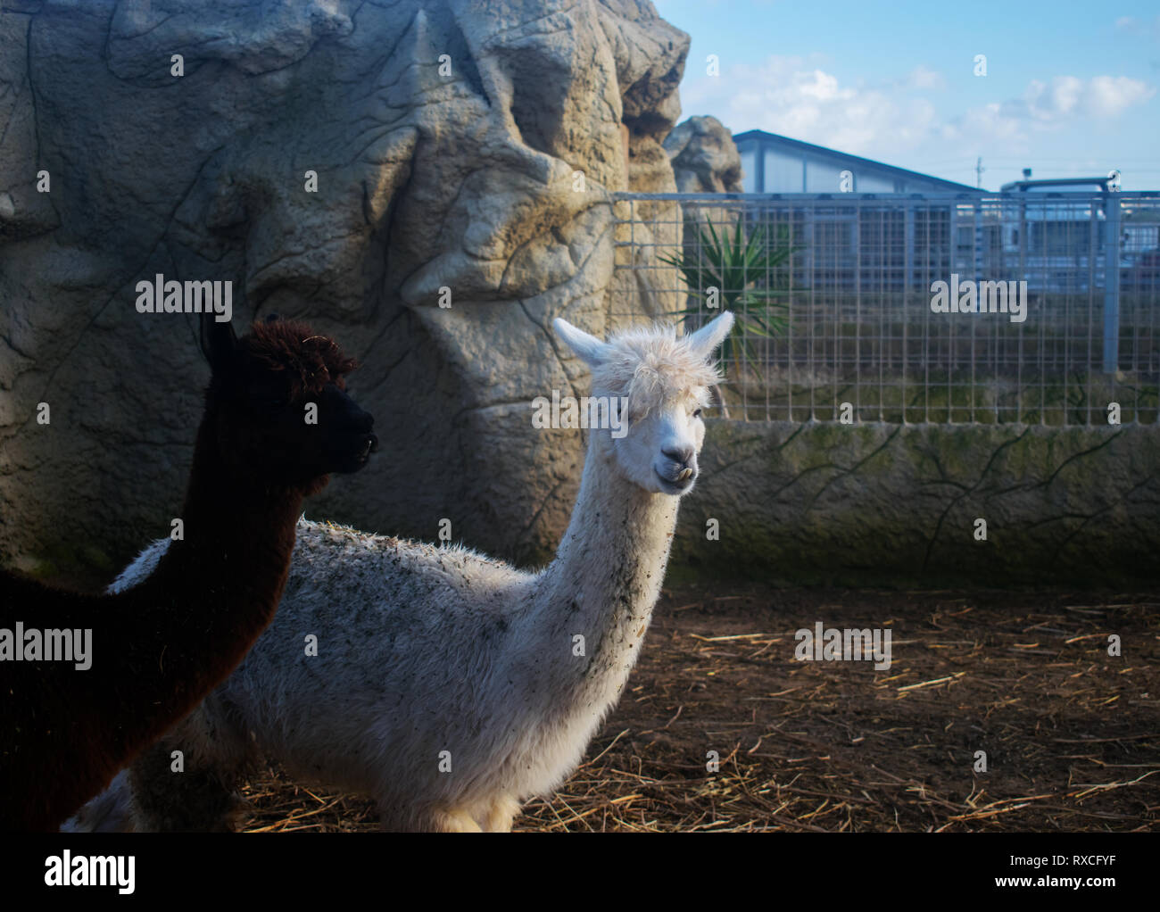 The Two Alpacas Stock Photo