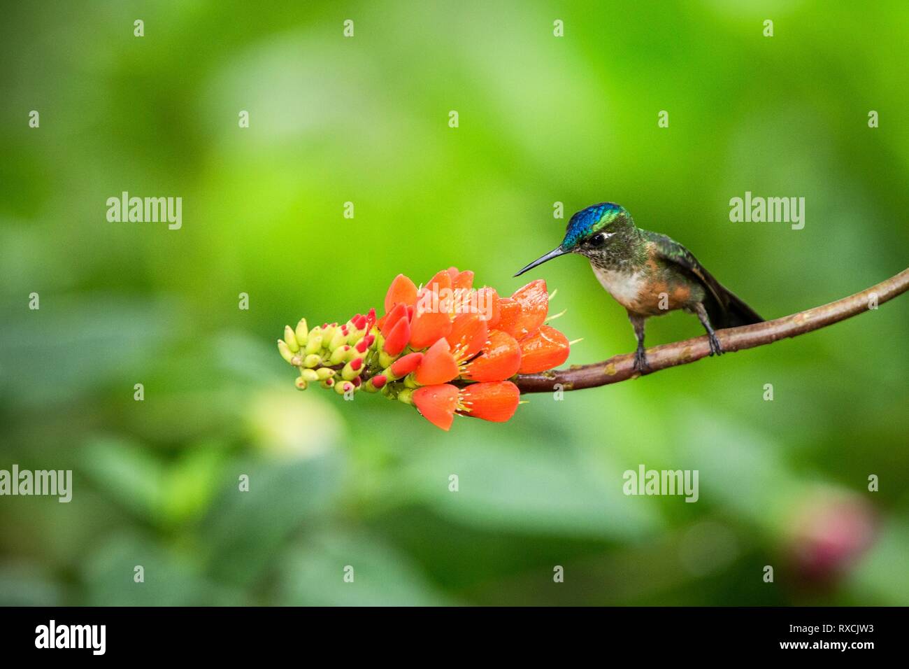 Hummingbird sitting on orange flower,tropical forest,Brazil,bird sucking nectar from blossom in garden,bird perching on plant,nature wildlife scene,ca Stock Photo