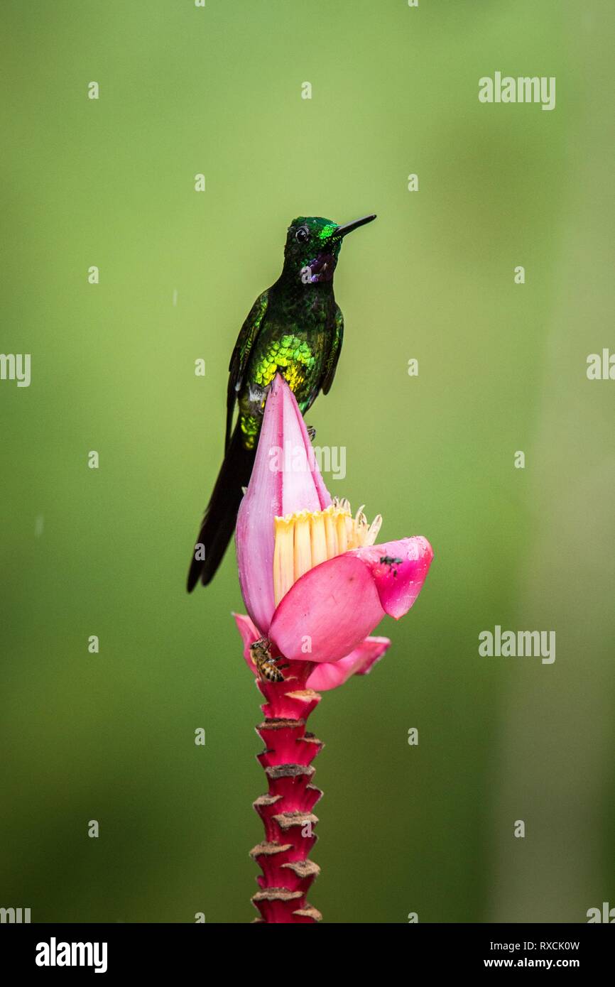 Empress brilliant sitting and drinking nectar from favourite red flower