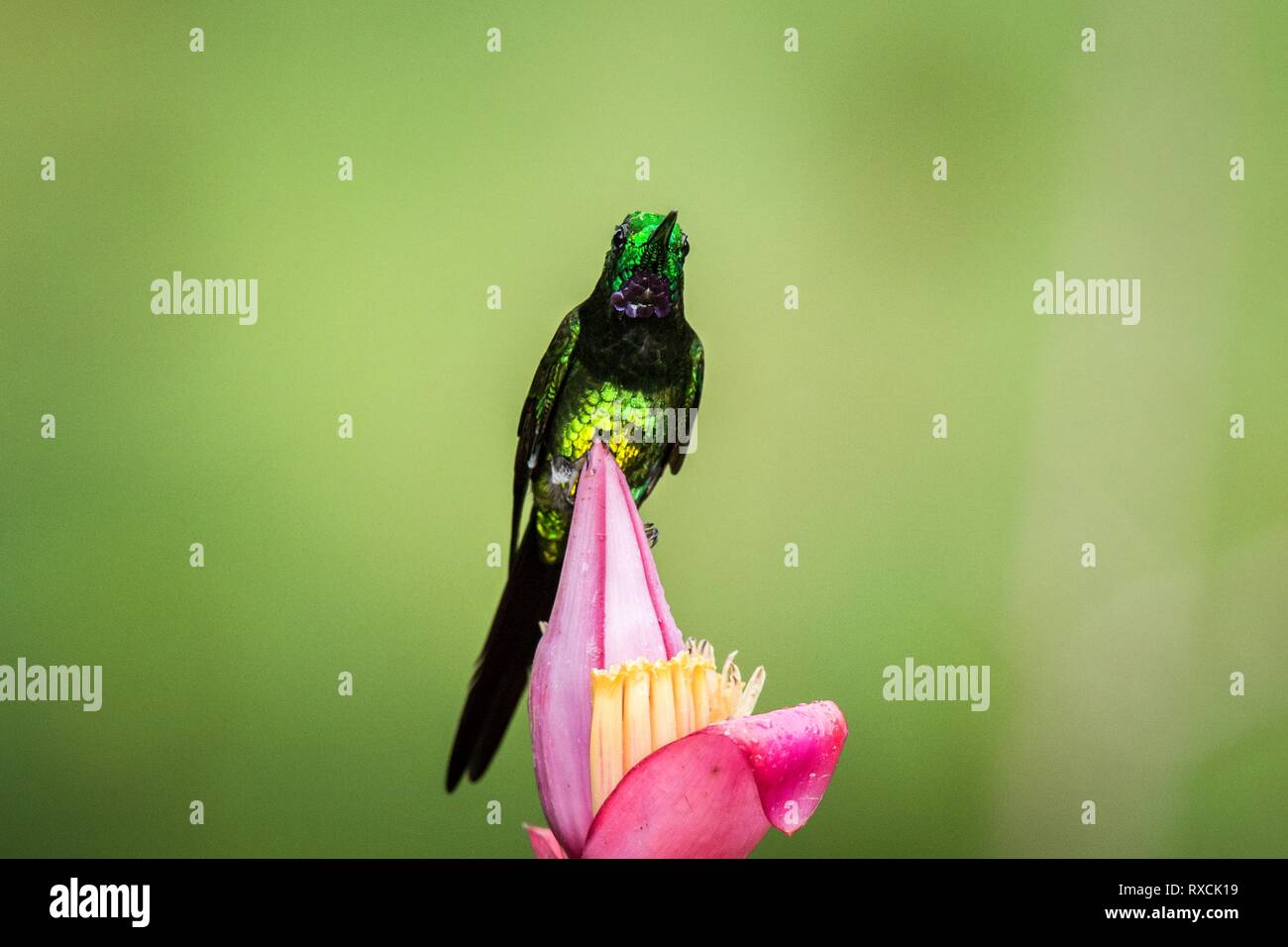 Empress brilliant sitting and drinking nectar from favourite red flower. Animal behaviour