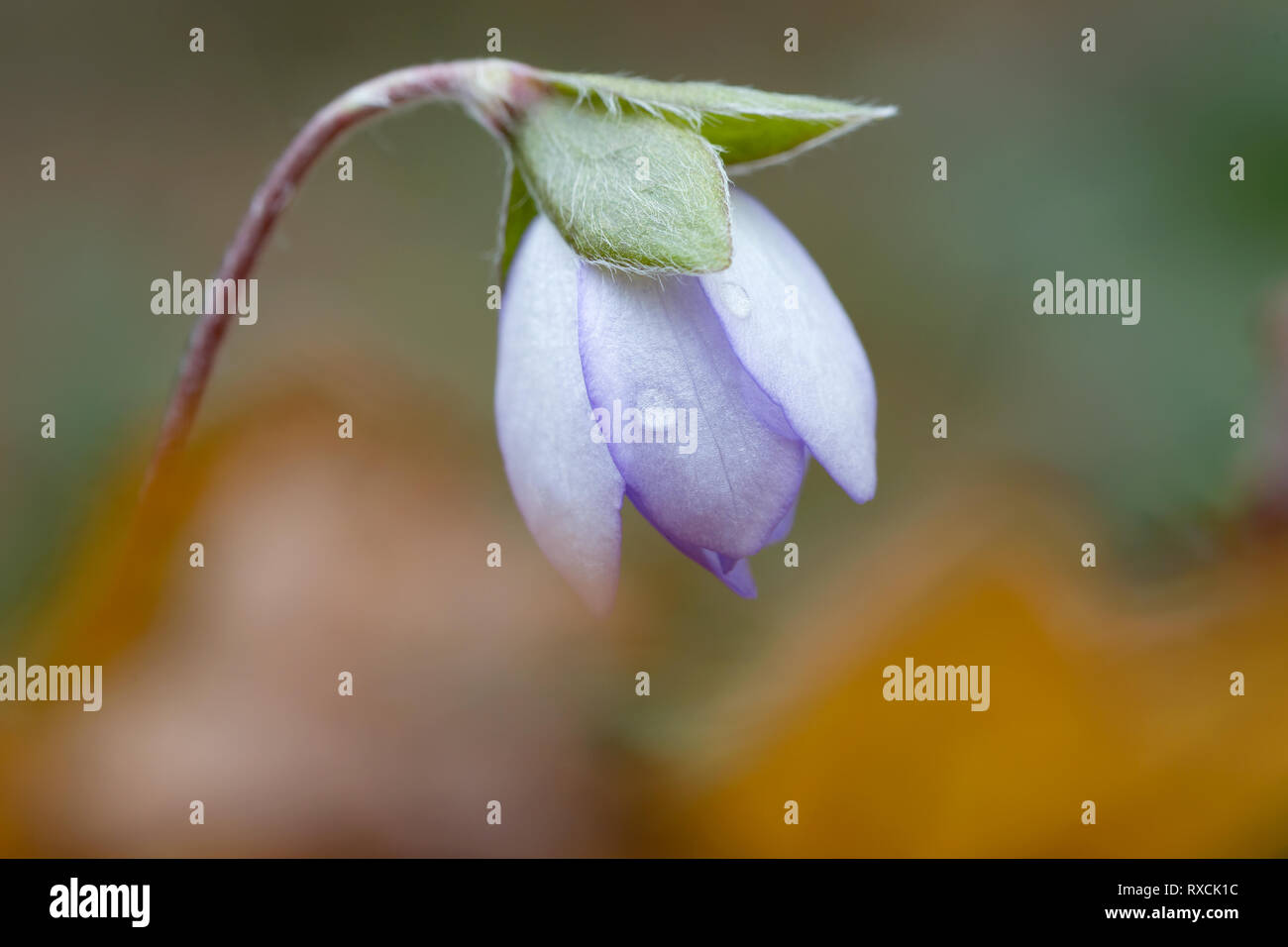 The wonderful Hepatica flower (Hepatica nobilis) Stock Photo