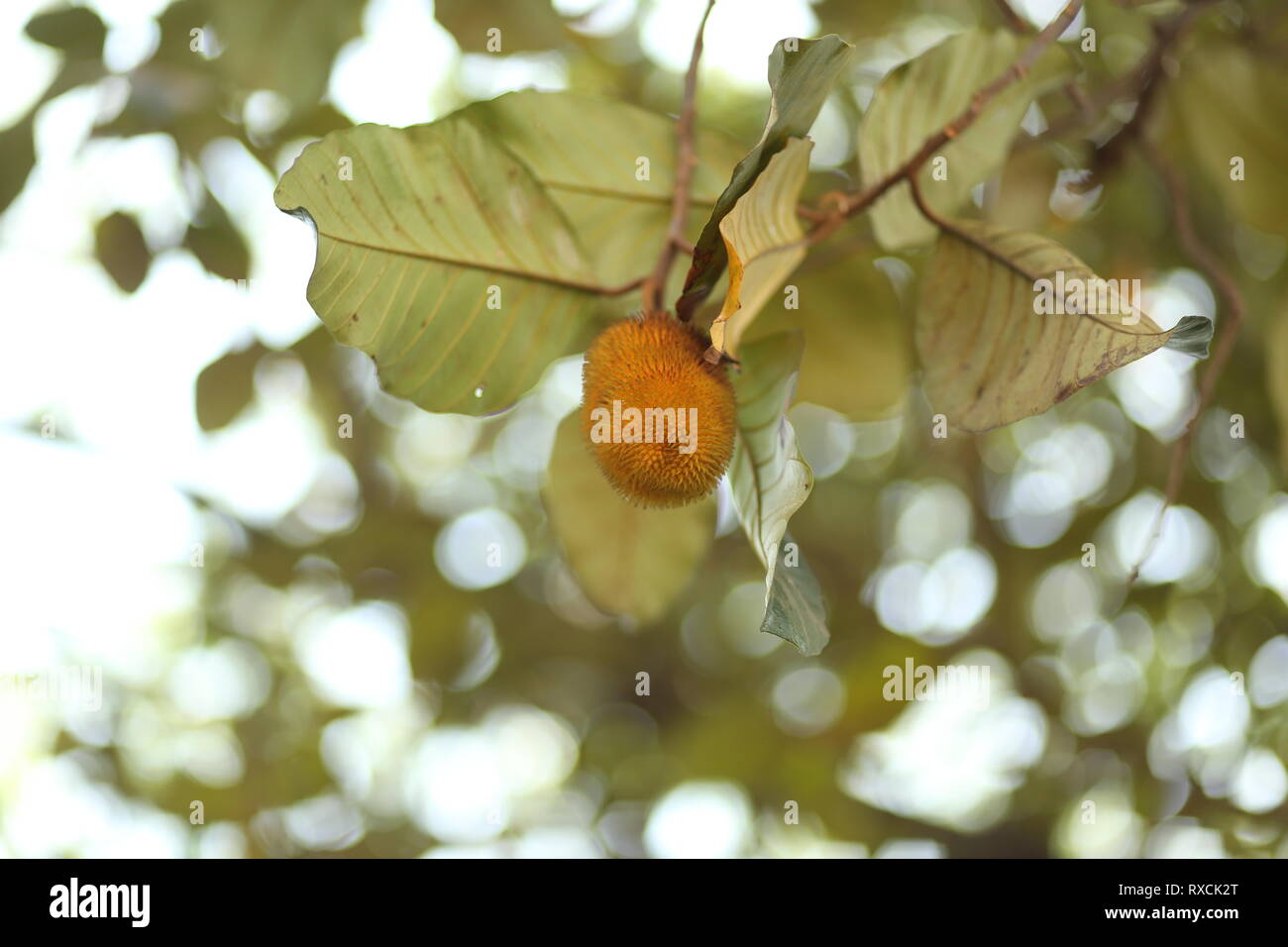 Artocarpus hisutus Stock Photo