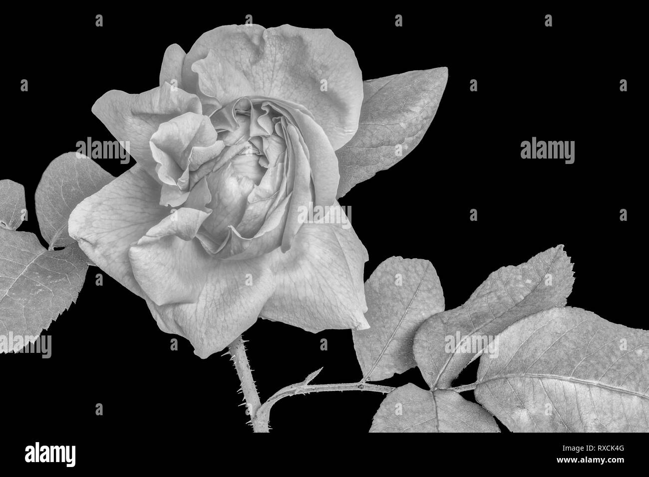 Single rose on stem Black and White Stock Photos & Images - Alamy