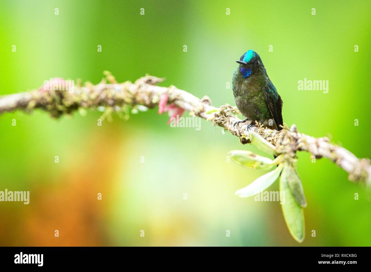 Violet-tailed sylph  sitting on branch, hummingbird from tropical forest,Brazil,bird perching,tiny beautiful bird resting on flower in garden,clear ba Stock Photo