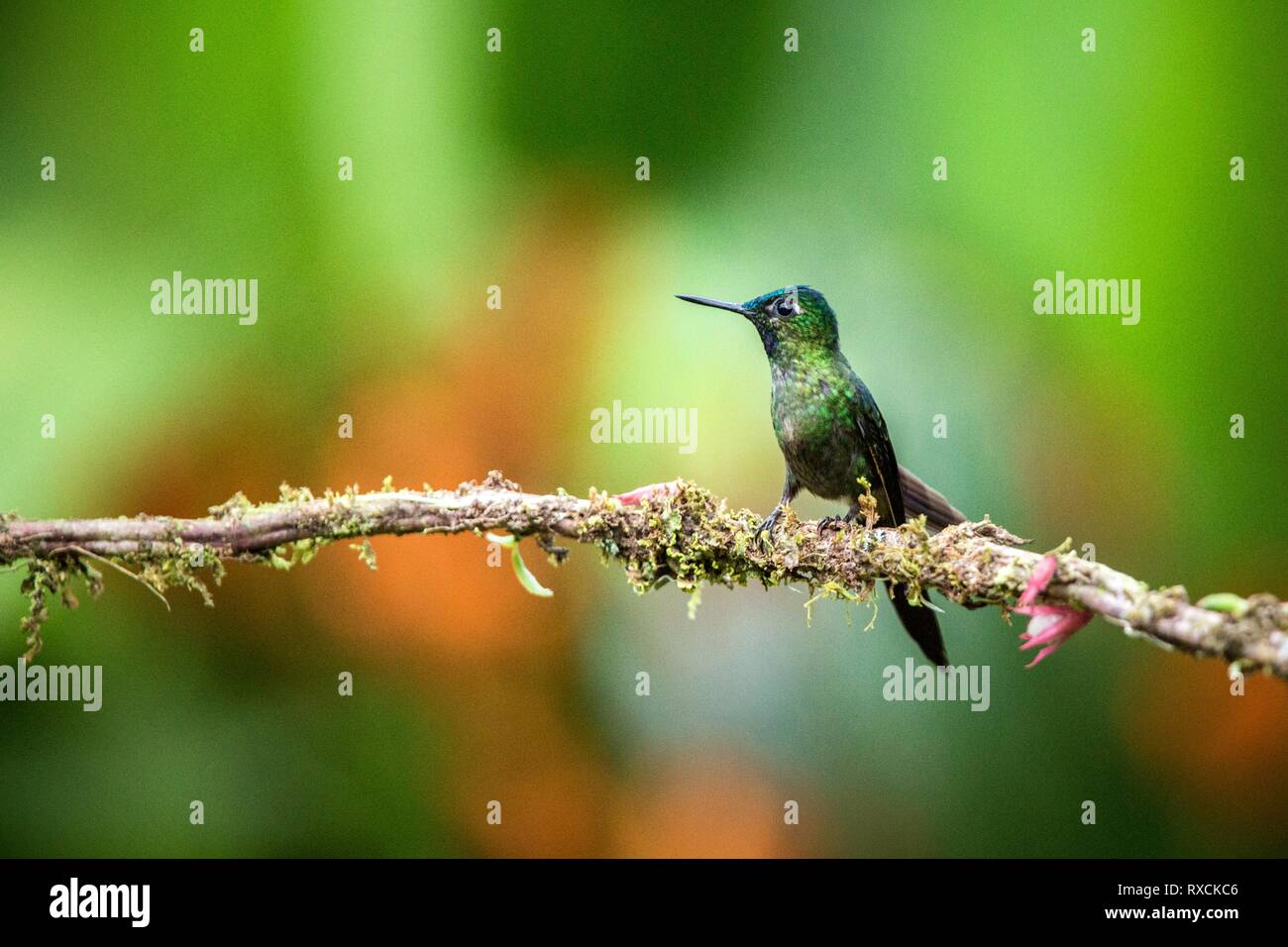 Violet-tailed sylph  sitting on branch, hummingbird from tropical forest,Brazil,bird perching,tiny beautiful bird resting on flower in garden,clear ba Stock Photo