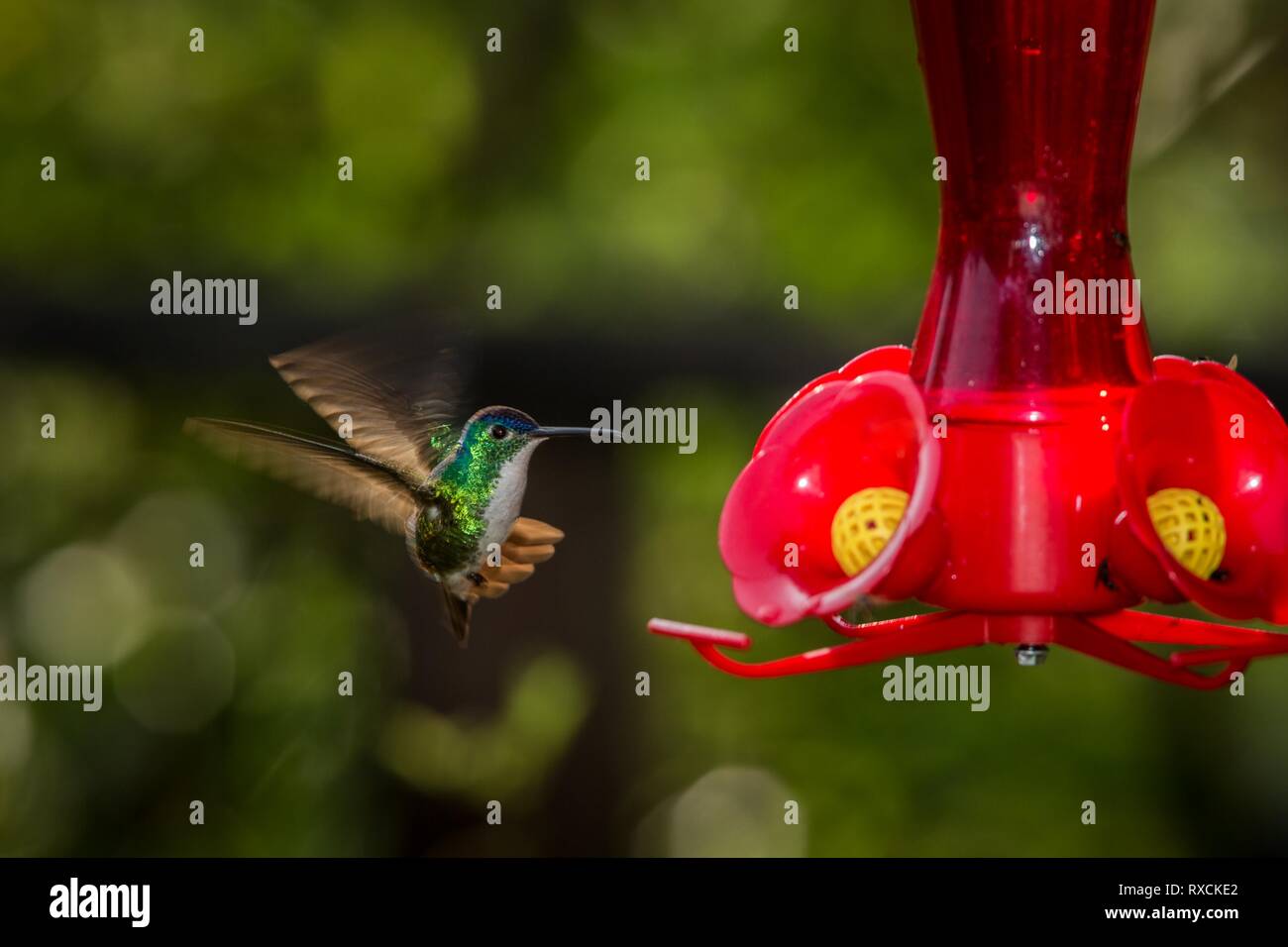 Hummingbird with outstretched wings,tropical forest,Peru,bird hovering next to red feeder with sugar water, garden,clear background,nature scene,wildl Stock Photo