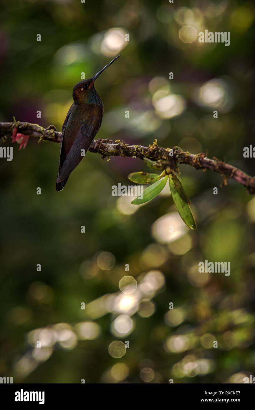 White-tailed hillstar sitting on branch, hummingbird from tropical rainforest,Brazil,bird perching,tiny beautiful bird resting,animal silhouette,low l Stock Photo