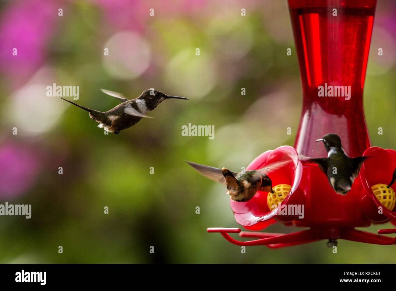 Hummingbirds with outstretched wings,tropical forest,Peru,birds hovering next to red feeder with sugar water, garden,clear background,nature scene,wil Stock Photo