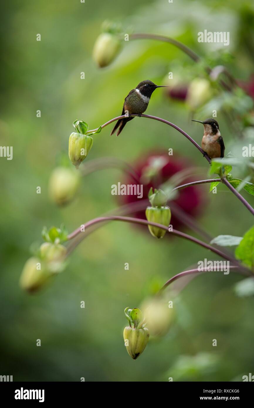 Purple-throated woodstar sitting on branch, hummingbird from tropical forest,Ecuador,bird perching,tiny beautiful bird resting on flower in garden,col Stock Photo