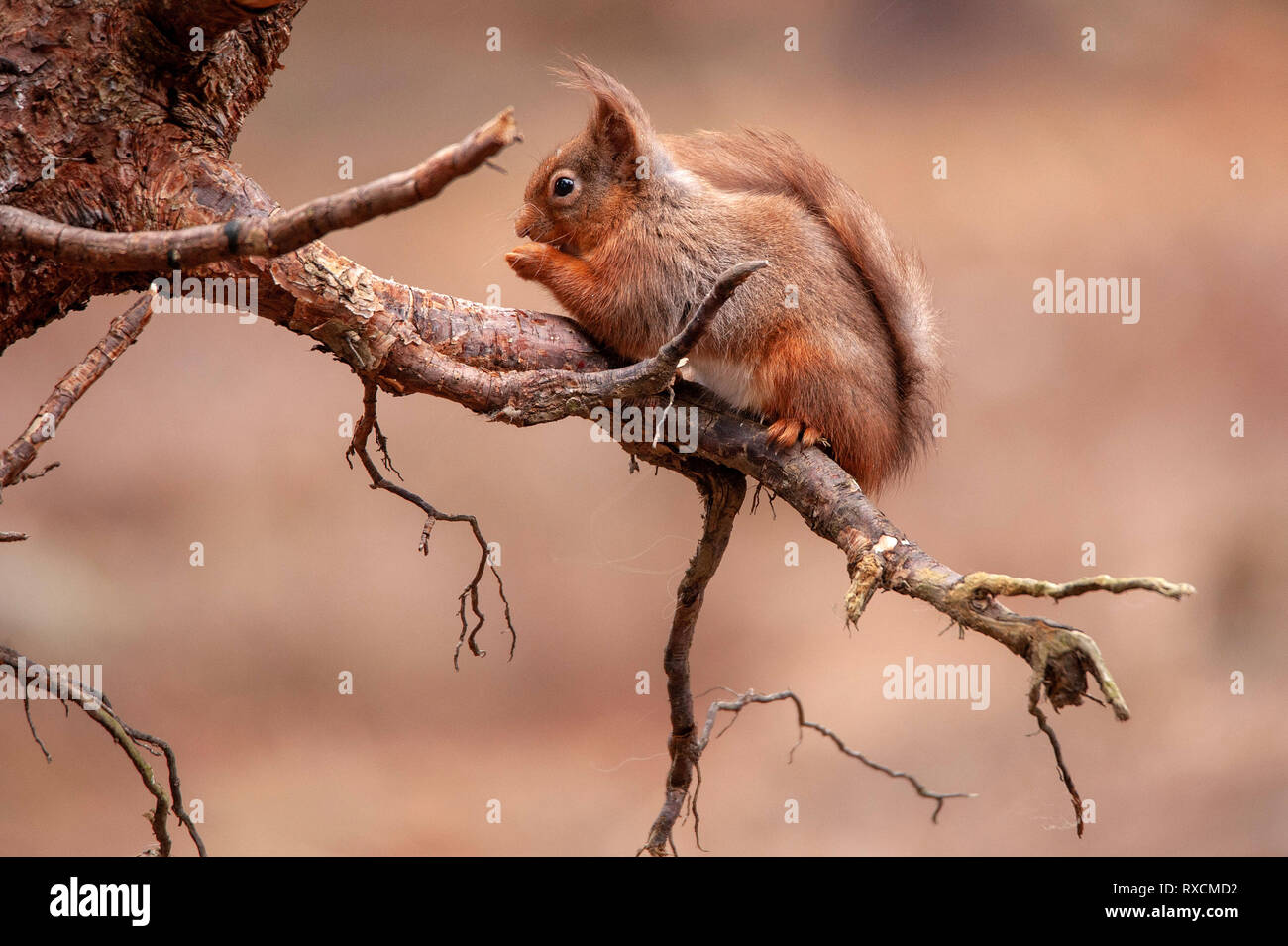 Red Squirrel, Pow Hill Country Park, County Durham Stock Photo