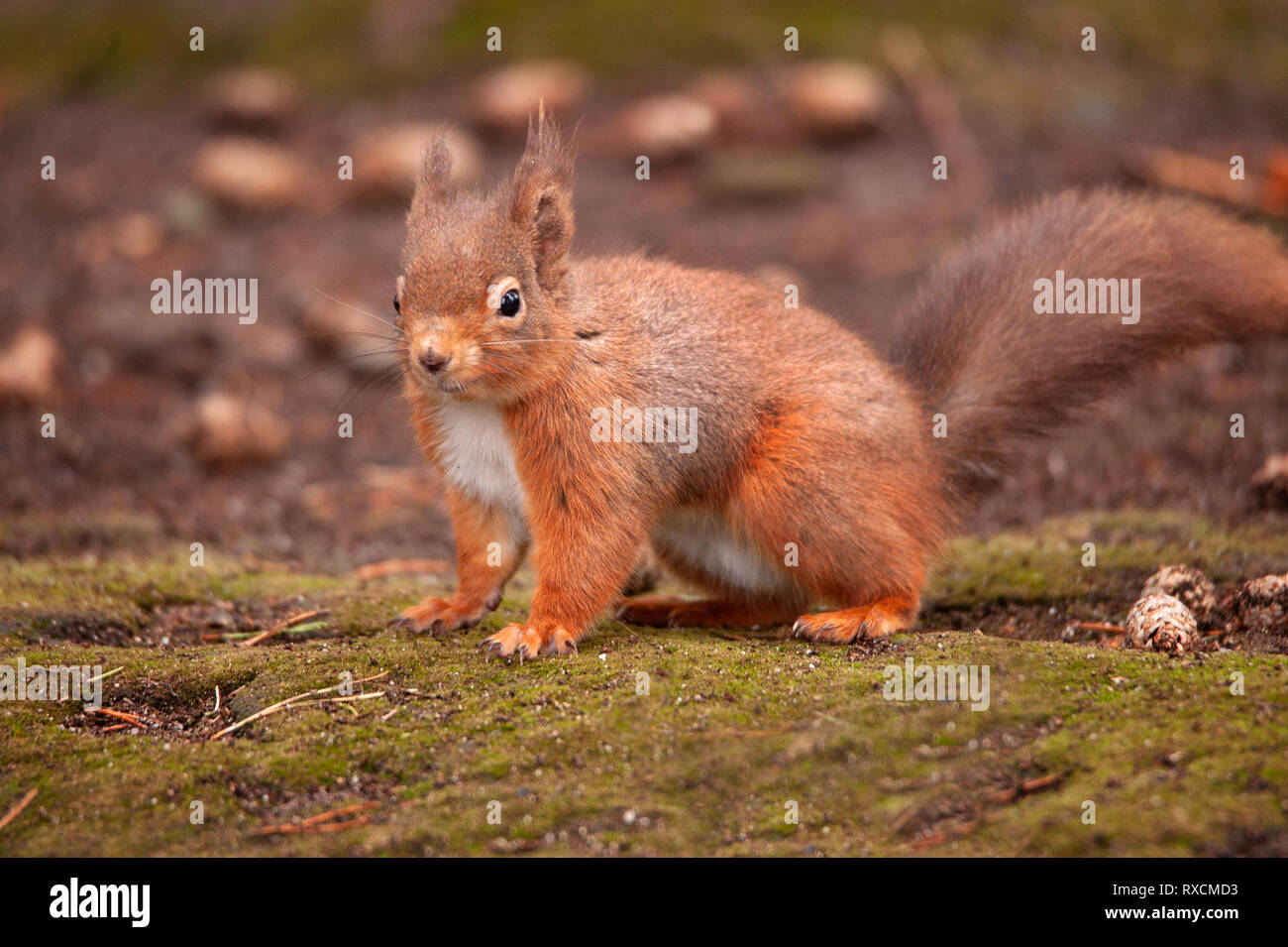 Red Squirrel, Pow Hill Country Park, County Durham Stock Photo