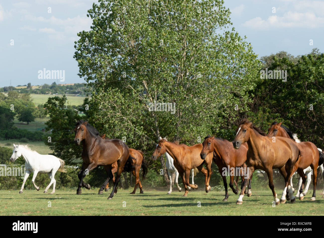 Free Range horses galloping Stock Photo Alamy