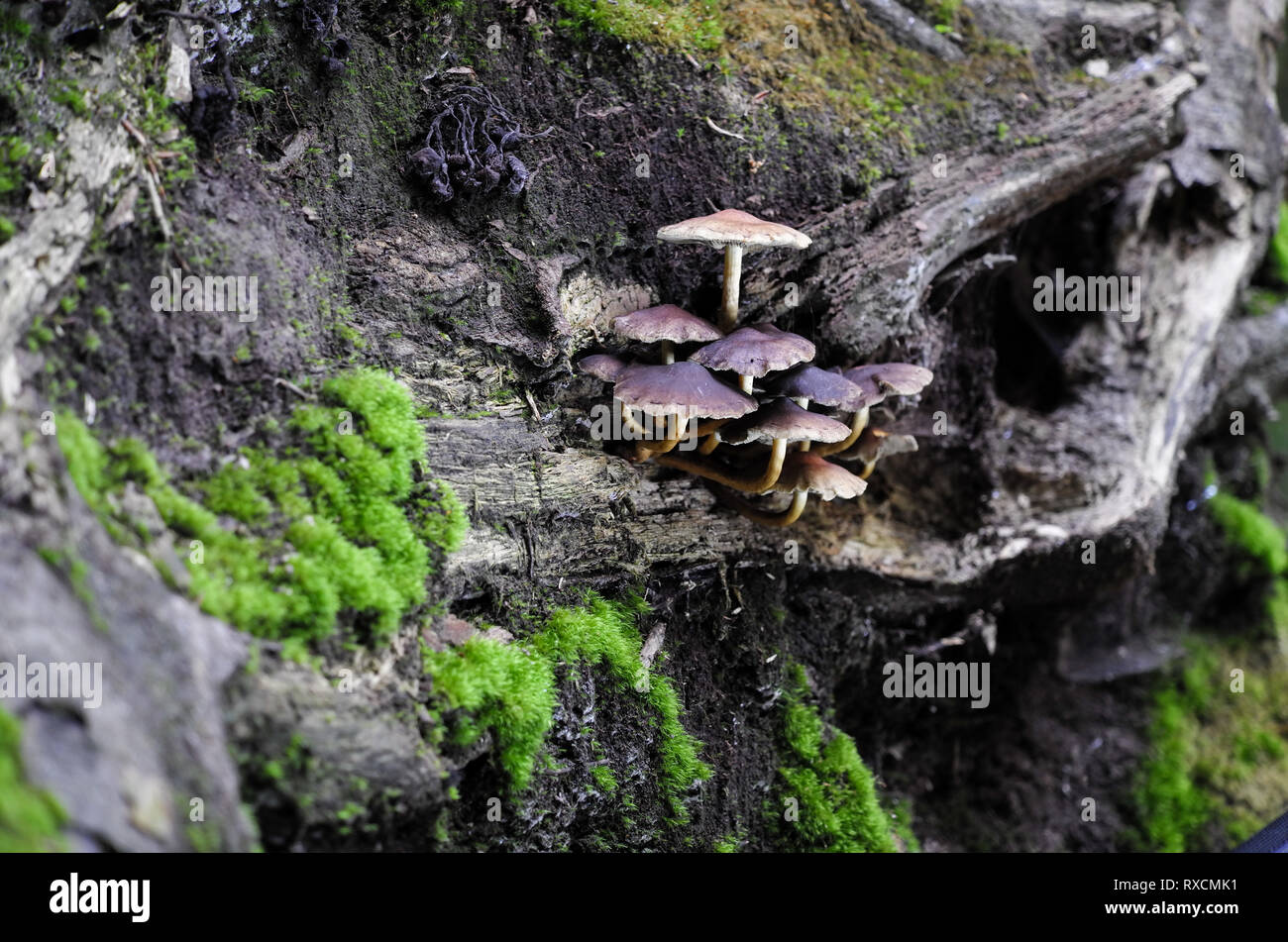 Pilze im Märchenwald - Urwald Sababurg Mushrooms fairy tale Forest Stock Photo