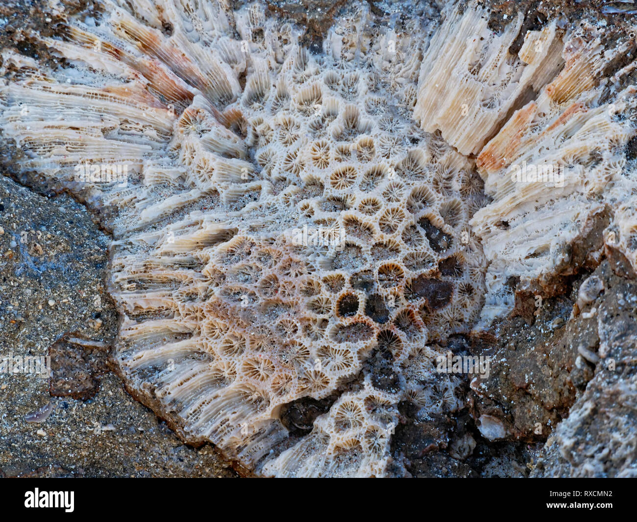 The remains of a bleached calcium carbonate skeleton of a dead marine