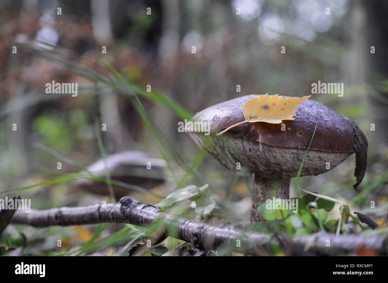 Pilze im Märchenwald - Urwald Sababurg Mushrooms fairy tale Forest Stock Photo