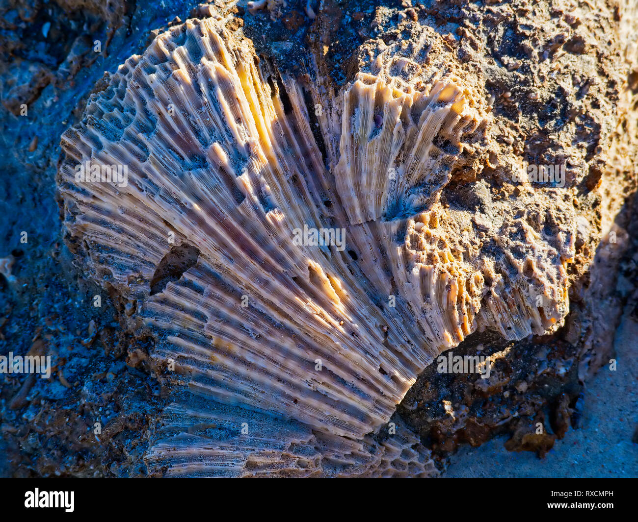 The remains of a bleached calcium carbonate skeleton of a dead fan shaped coral on the Red Sea