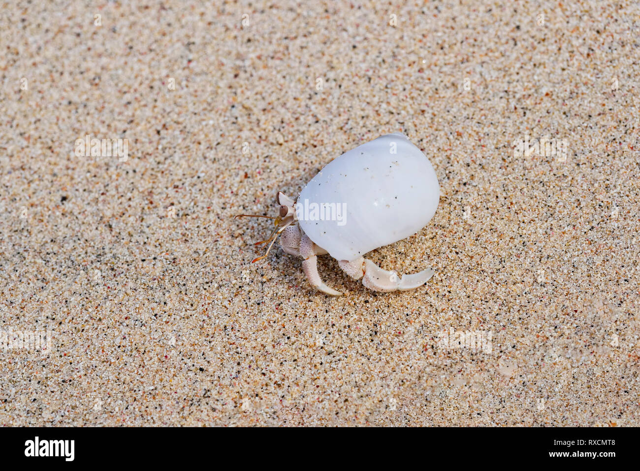 A small Hermit Crab in a white seashell walking on a beach. Close up image Stock Photo