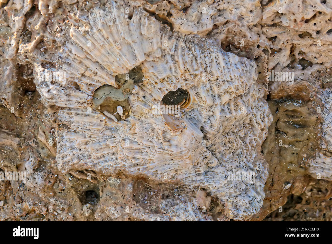 Calcium Carbonate High Resolution Stock Photography and Images Alamy