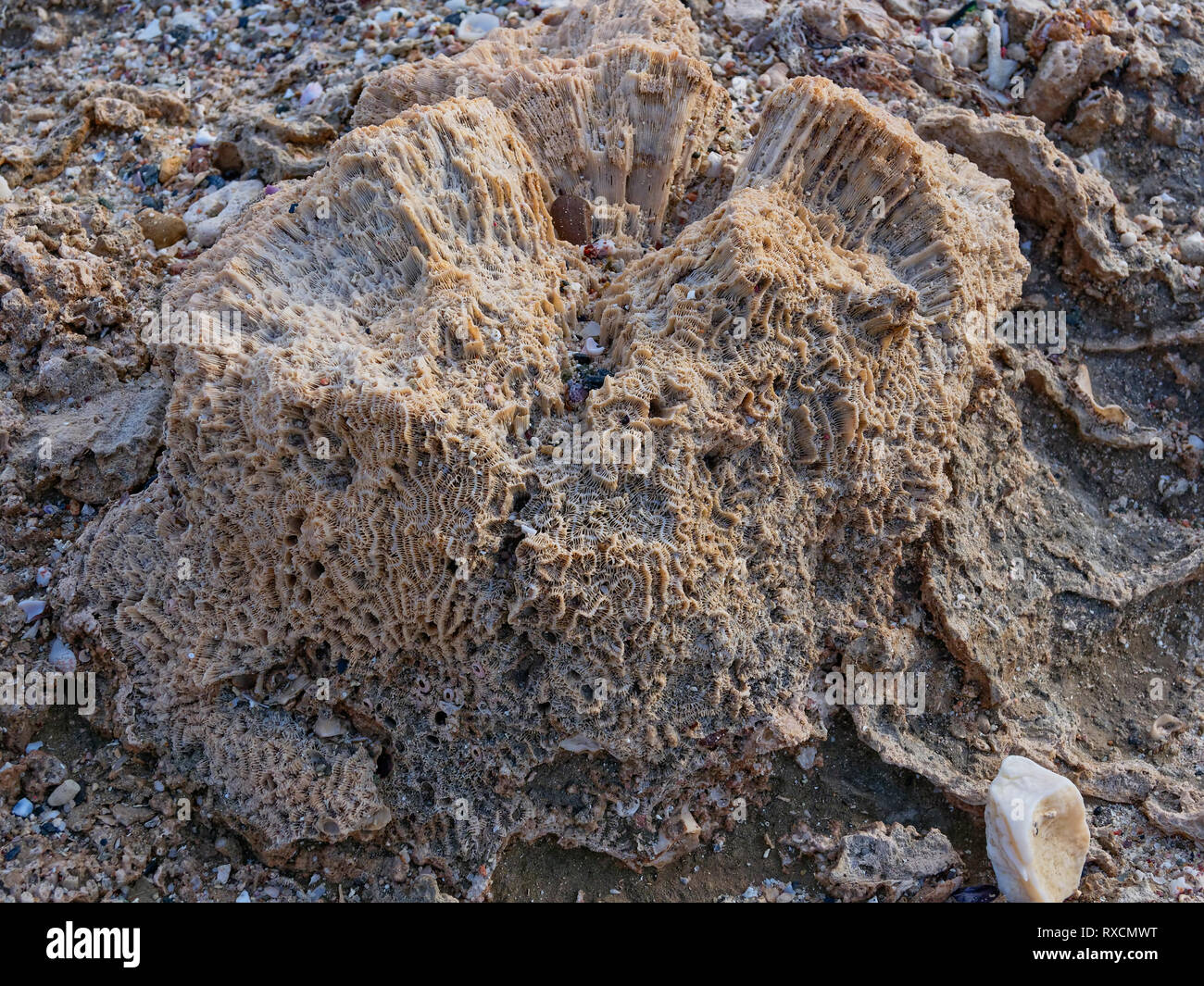 The remains of the calcium carbonate skeleton of a dead brain coral on