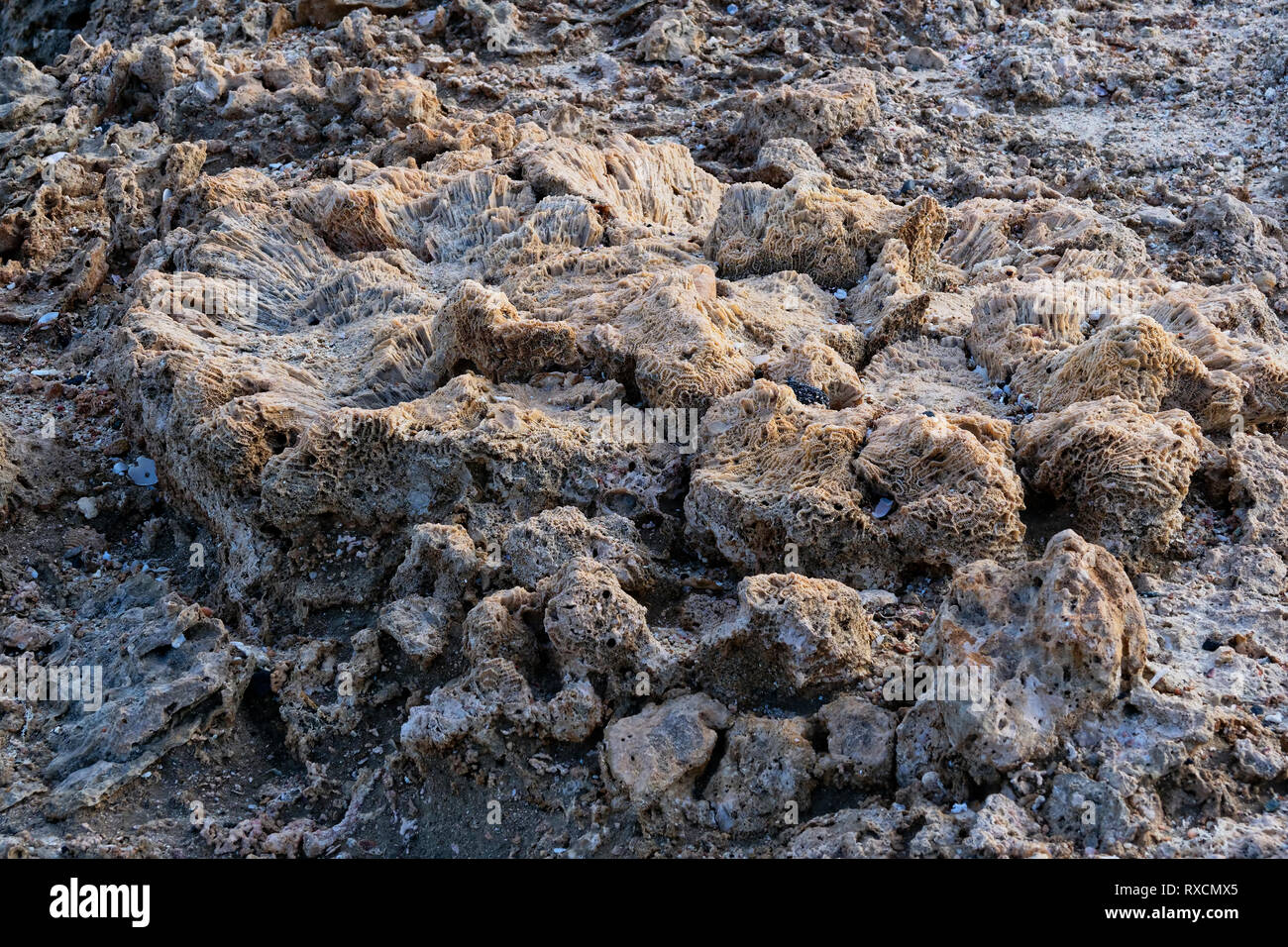 The remains of the  calcium carbonate skeleton of a dead brain coral on a Red Sea beach. Stock Photo